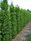 Thuja Lebensbaum