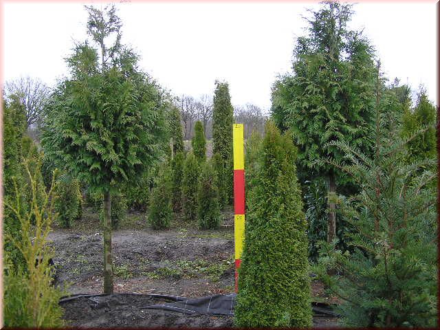 Thuja plicata Stammkugel