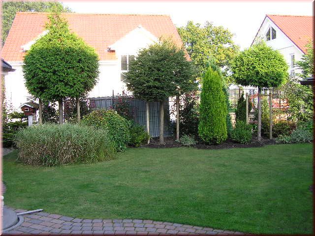Koniferen-St�mme
