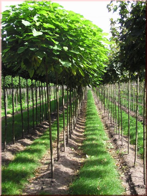 Catalpa bignonioides 'Nana'