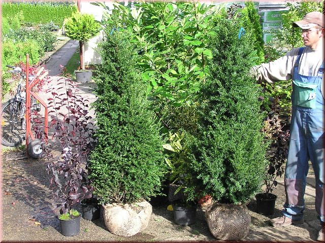 Taxus baccata