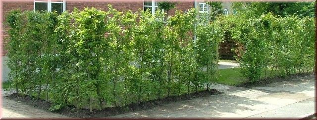 Carpinus betulus