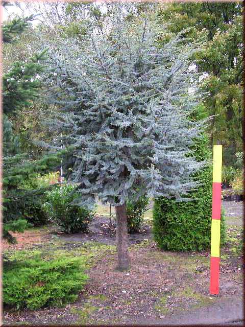 Cedrus atl. Glauca Stamm