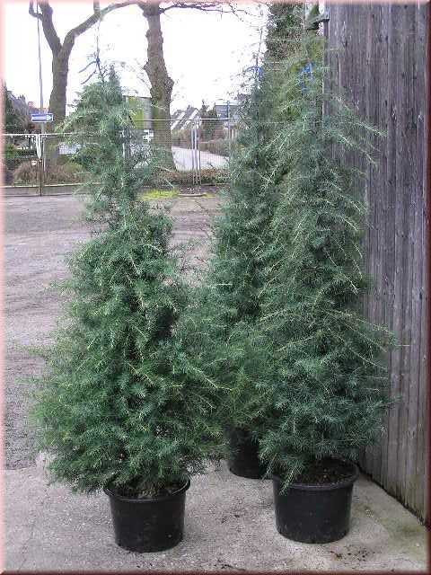 Cedrus deodara