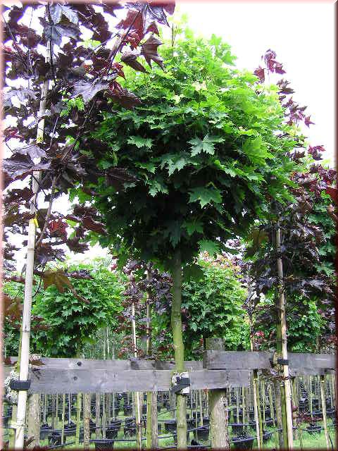 Acer platanoides 'Globosum'