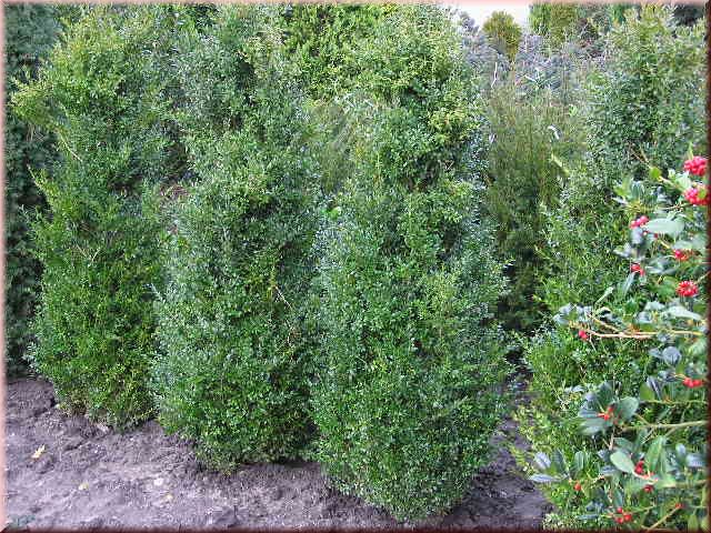 Buxus sempervirens arborescens