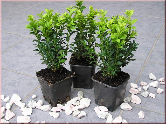 Buxus semp. arborescens