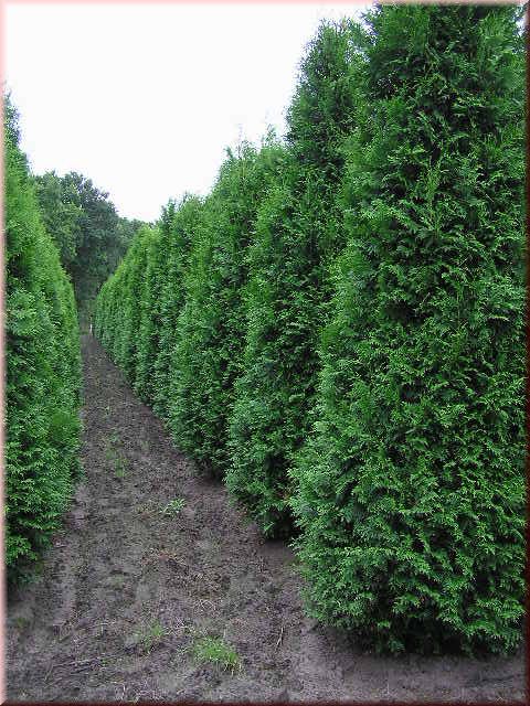 Thuja occidentalis 'Smaragd'