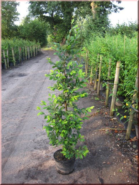 Carpinus betulus