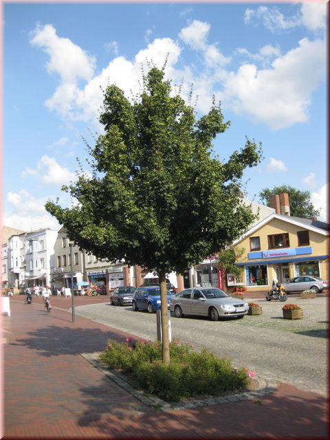 Acer campestre 'Elsrijk'