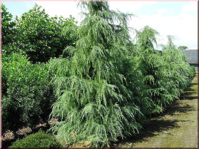 Cedrus deodara