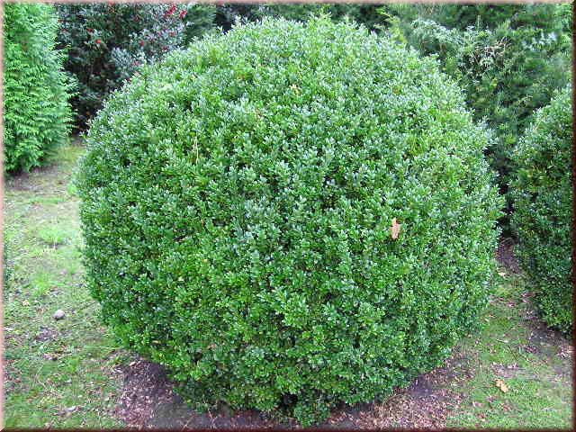 Buxus sempervirens arborescens