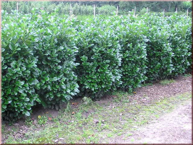Prunus lauroc.'Etna'-R-