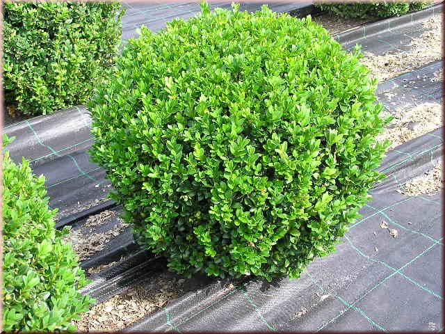 Buxus sempervirens arborescens