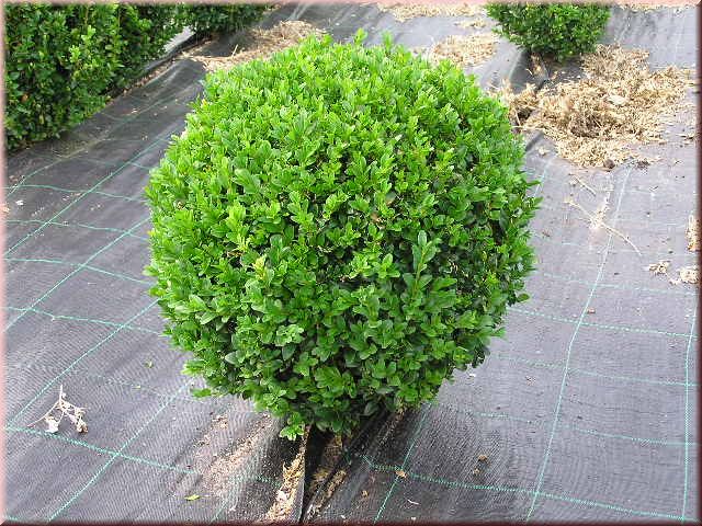 Buxus sempervirens arborescens