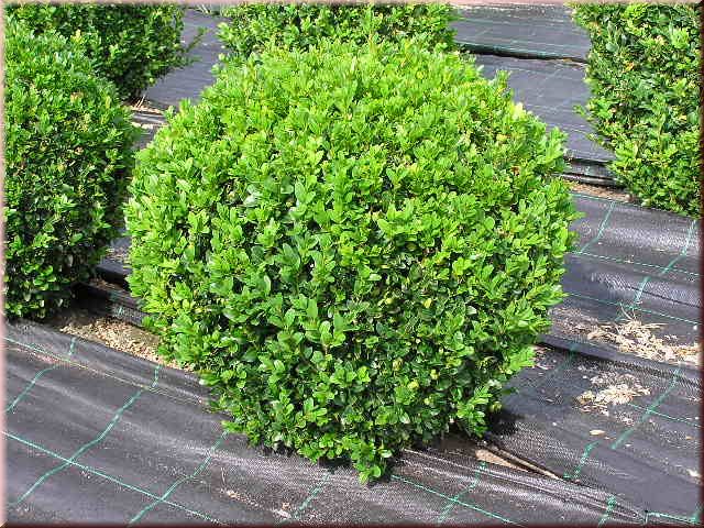 Buxus sempervirens arborescens