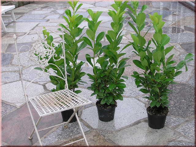 Prunus lauroc.'Caucasica'