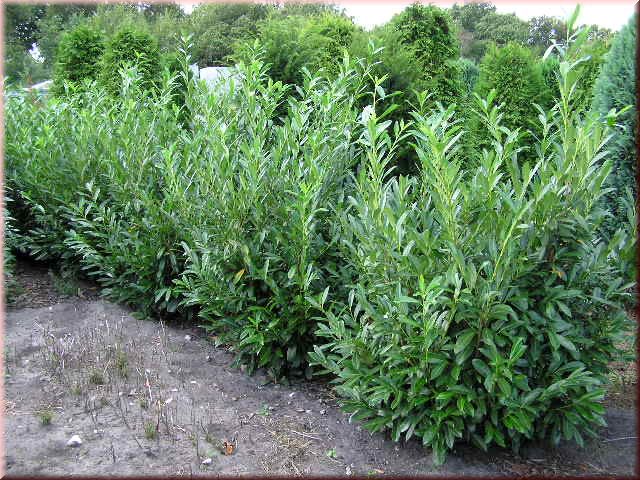 Prunus lauroc.'Caucasica'