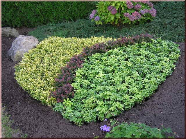 Pachysandra terminalis 'Compacta'
