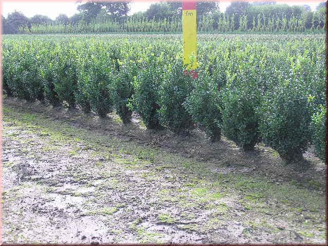 Buxus sempervirens arborescens