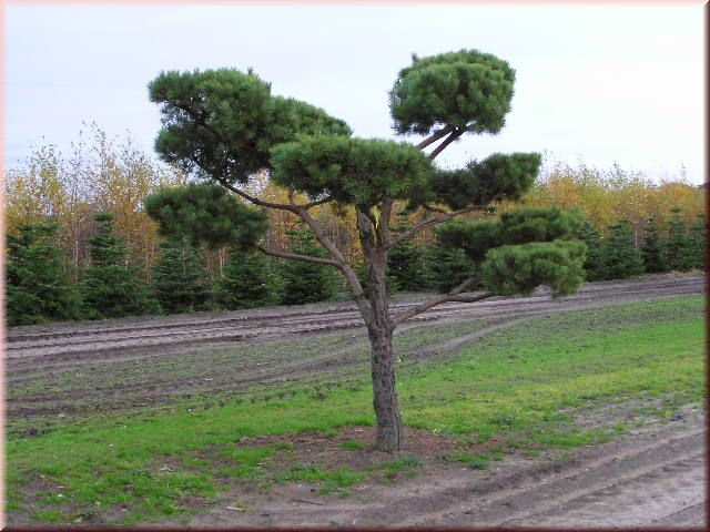 Pinus sylvestris