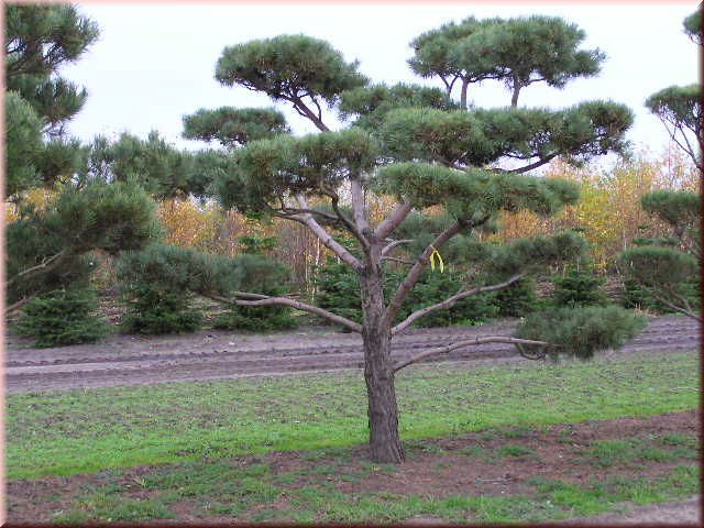 Pinus sylvestris