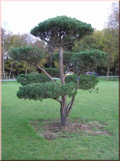 Pinus mugo var. mughus