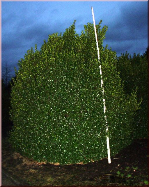 Ilex meserveae 'Blue Prince'-R-