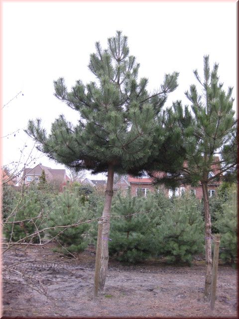 Pinus nigra - Stamm