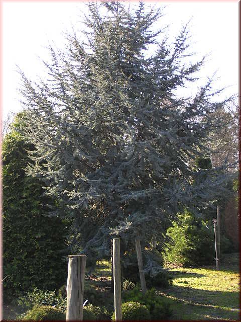 Cedrus atl. Glauca Stamm