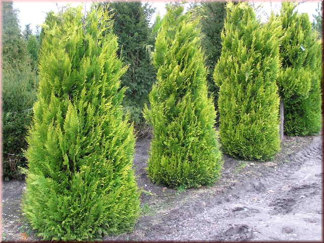 Chamaecyparis laws.'Stardust'