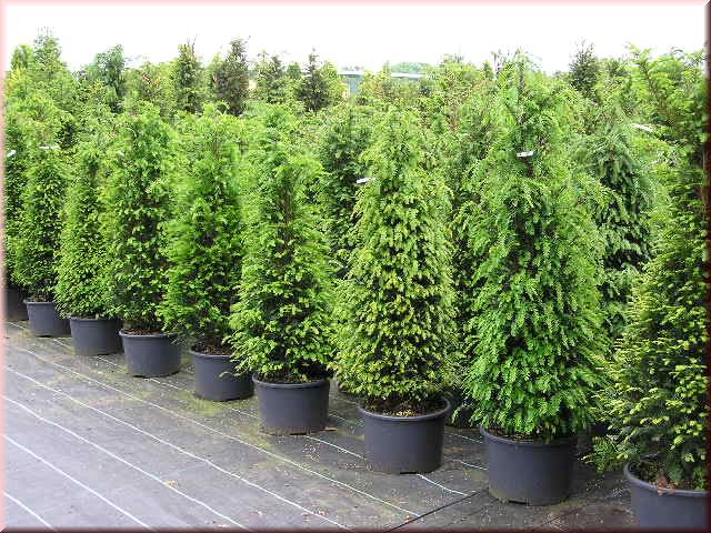 Taxus baccata