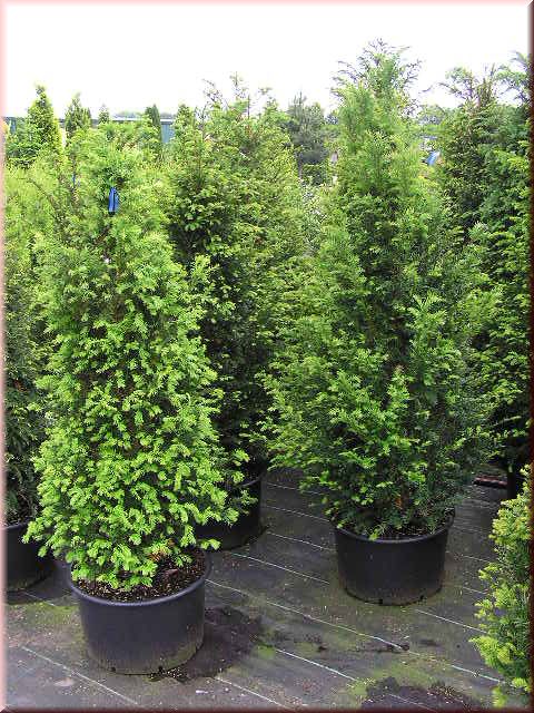 Taxus baccata
