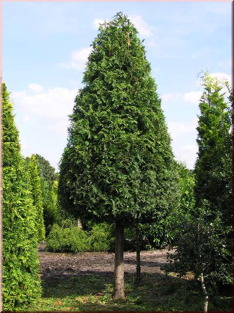 Thuja plicata Stammkegel