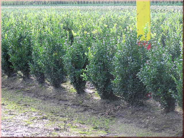 Buxus sempervirens arborescens