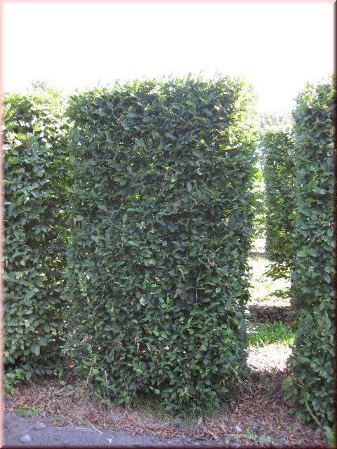 Carpinus betulus