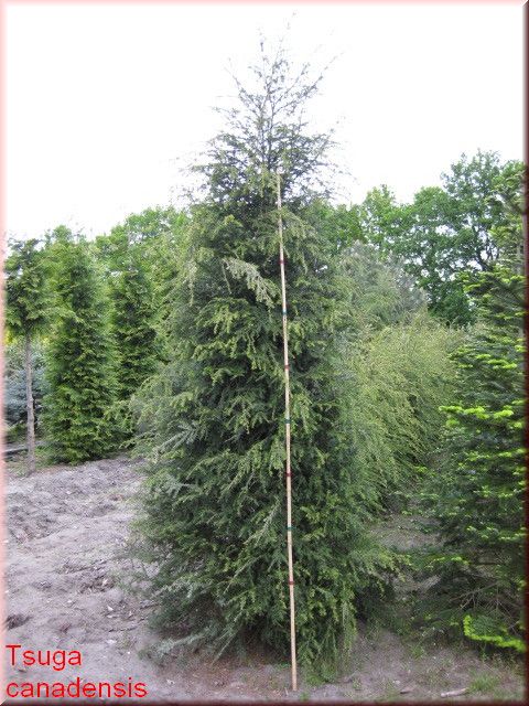 Tsuga canadensis