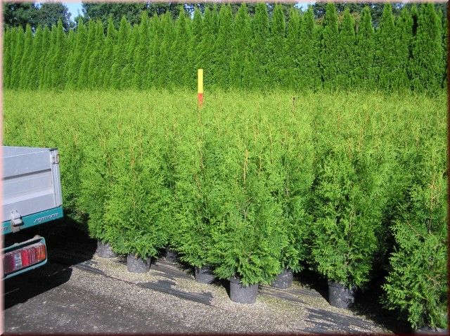 Thuja occ. Brabant