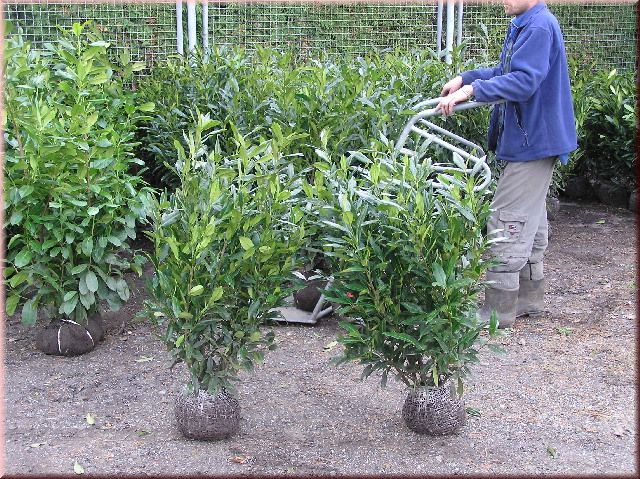 Prunus lauroc.'Herbergii'