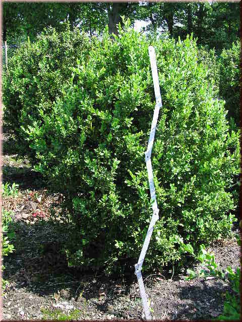 Buxus sempervirens arborescens