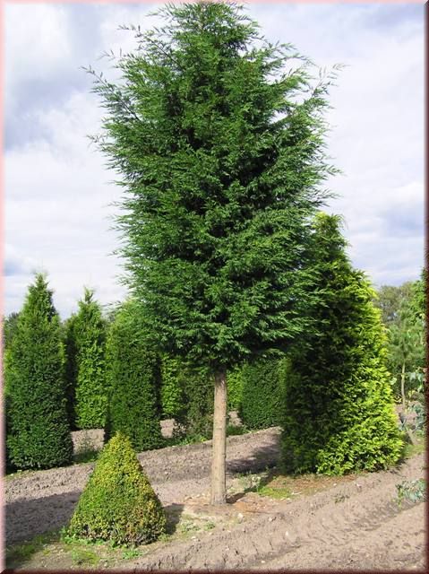 Cupressocyparis leylandii Stamm