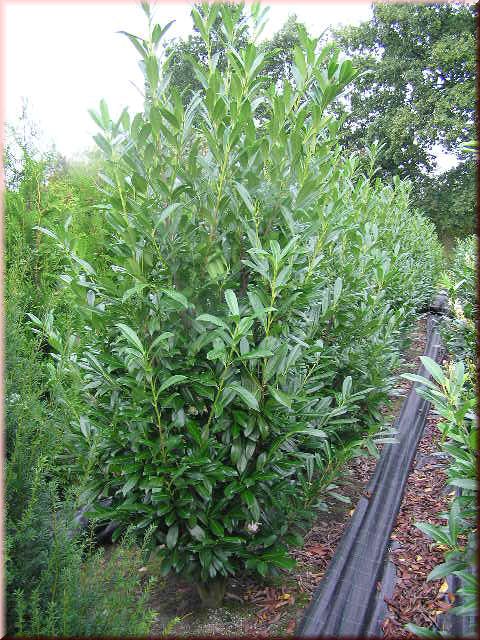 Prunus lauroc.'Caucasica'