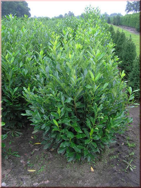 Prunus lauroc.'Herbergii'