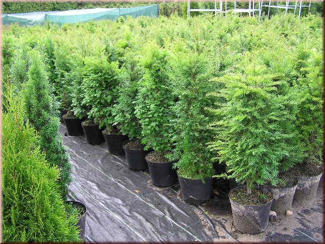 Taxus baccata