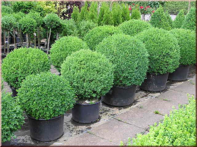 Buxus sempervirens arborescens