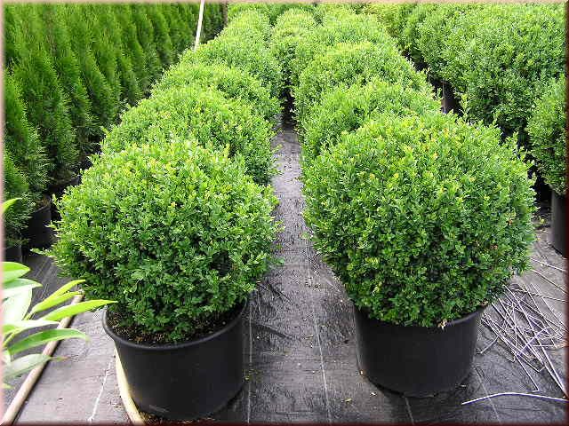 Buxus sempervirens arborescens