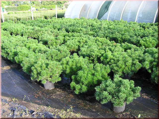 Pinus mugo mughus