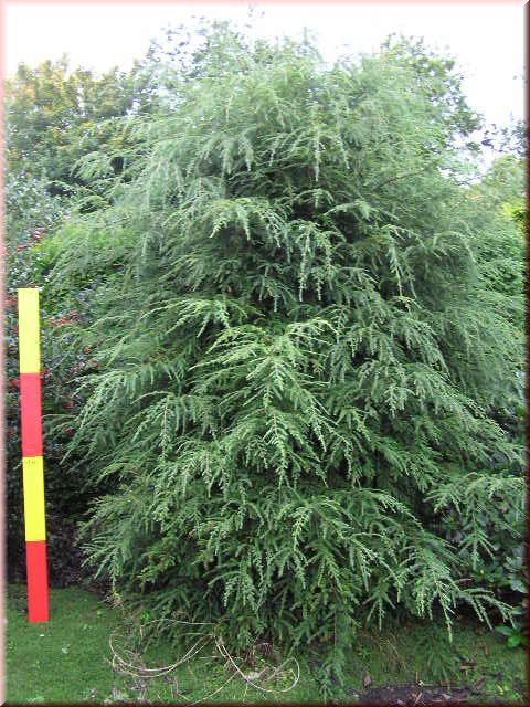 Tsuga canadensis