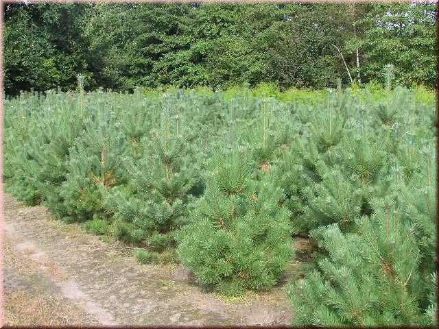 Pinus sylvestris 'Norske Typ'