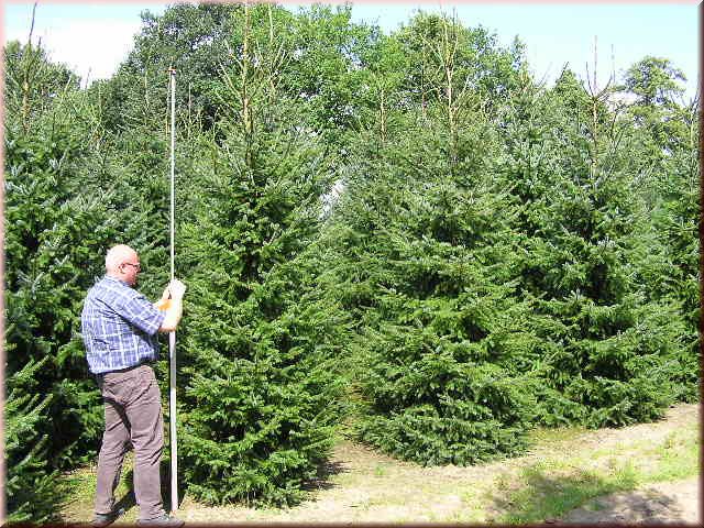 Picea omorika